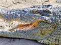 Nile Crocodile