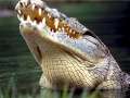 Nile Crocodile