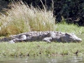 Nile Crocodile