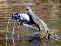 Nile Crocodile