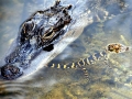 Nile Crocodile
