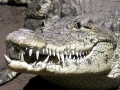 Nile Crocodile