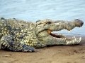 Nile Crocodile