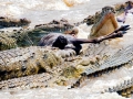 Nile Crocodile