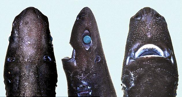 Ninja Lanternshark