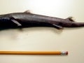 Ninja Lanternshark