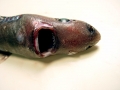 Ninja Lanternshark