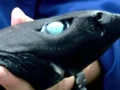 Ninja Lanternshark