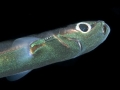 Ninja Lanternshark