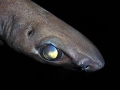 Ninja Lanternshark