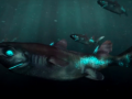Ninja Lanternshark