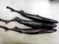 Ninja Lanternshark