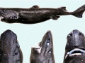 Ninja Lanternshark