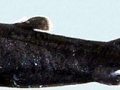Ninja Lanternshark