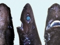 Ninja Lanternshark