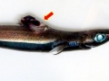 Ninja Lanternshark