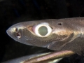 Ninja Lanternshark