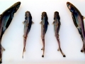 Ninja Lanternshark