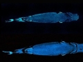 Ninja Lanternshark