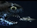 Ninja Lanternshark
