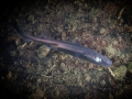 Ninja Lanternshark