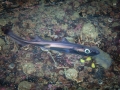 Ninja Lanternshark