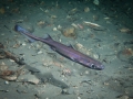 Ninja Lanternshark