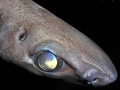 Ninja Lanternshark