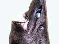 Ninja Lanternshark