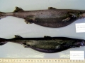 Ninja Lanternshark