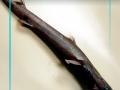 Ninja Lanternshark