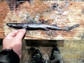 Ninja Lanternshark