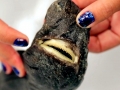 Ninja Lanternshark