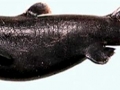 Ninja Lanternshark