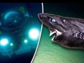 Ninja Lanternshark