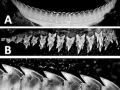 Ninja Lanternshark