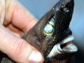 Ninja Lanternshark