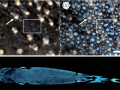 Ninja Lanternshark