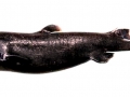 Ninja Lanternshark