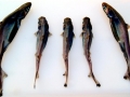 Ninja Lanternshark