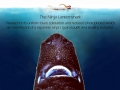 Ninja Lanternshark