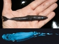 Ninja Lanternshark