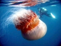 Nomura's Sea Jelly