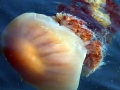 Nomura's Sea Jelly