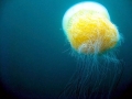 Nomura's Sea Jelly