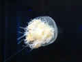 Nomura's Sea Jelly