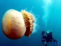 Nomura's Sea Jelly
