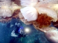 Nomura's Sea Jelly
