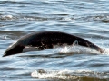 Northern Right Whale Dolphin