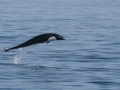 Northern Right Whale Dolphin